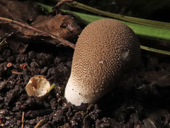 Lycoperdon molle