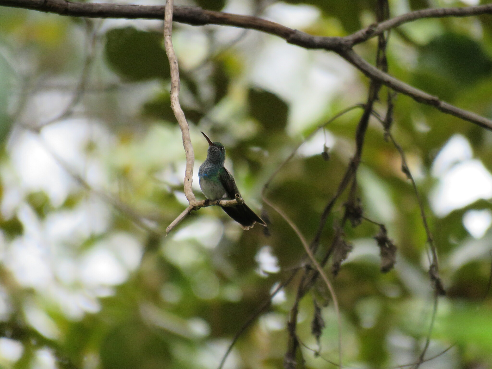 Honduran Emerald (Amazilia luciae), photo 3
