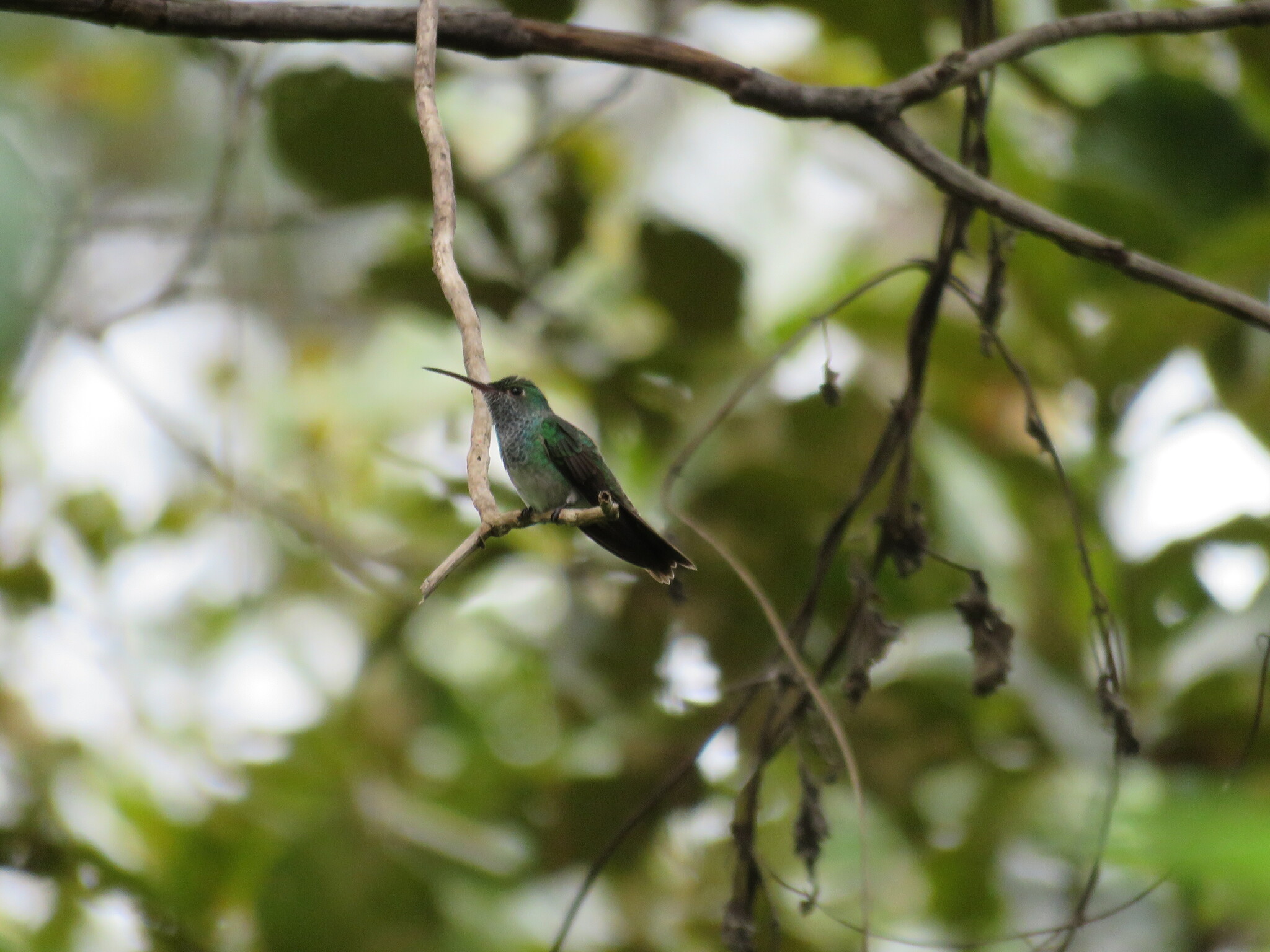 Honduran Emerald (Amazilia luciae), photo 4