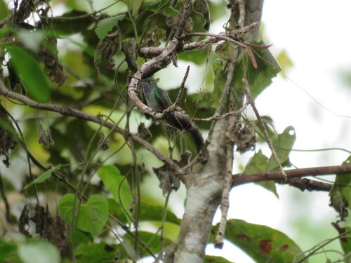 Honduran Emerald (Amazilia luciae), photo 5