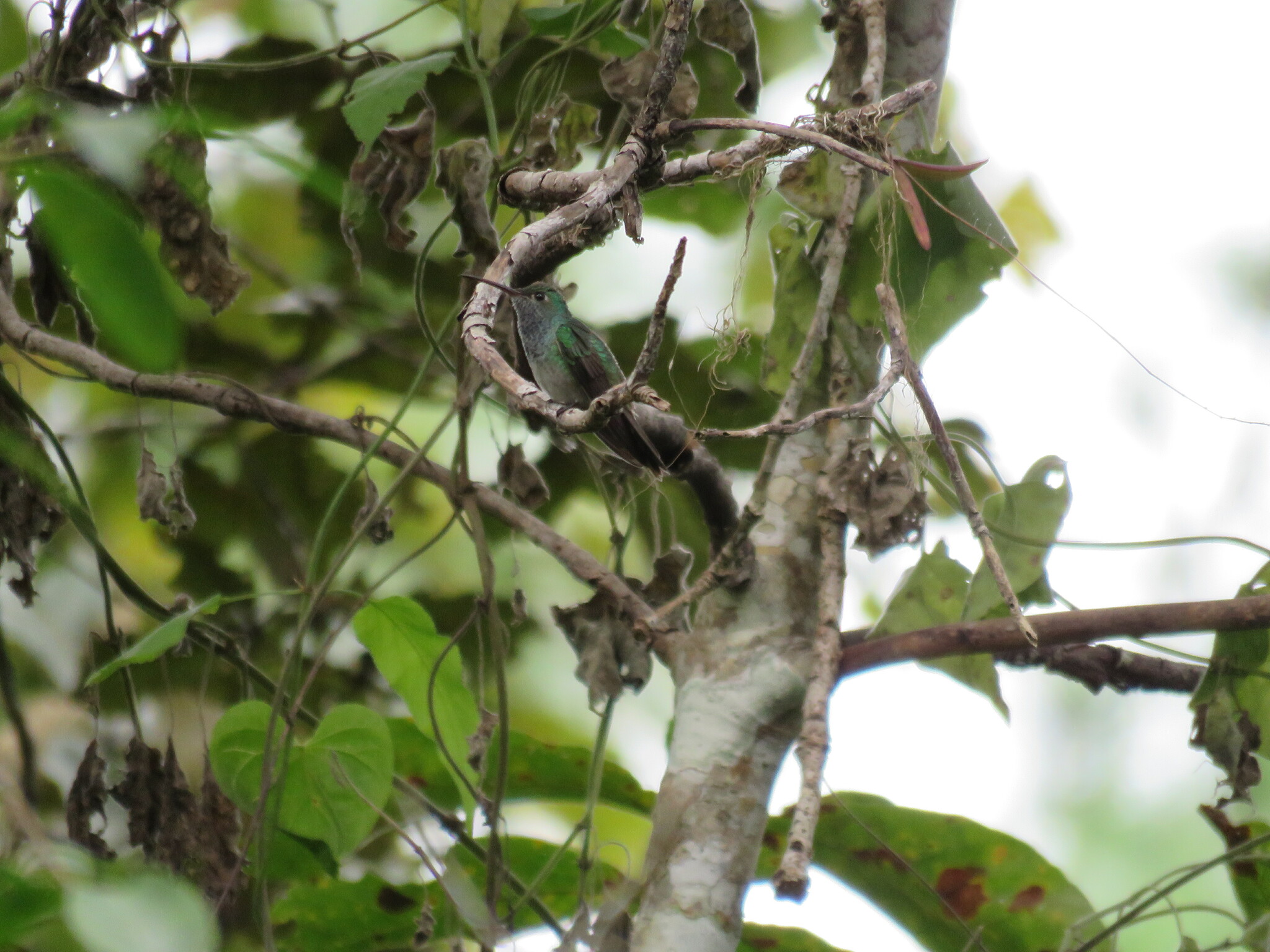Honduran Emerald (Amazilia luciae), photo 5