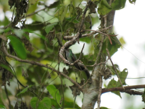 Honduran Emerald (Amazilia luciae), photo 6