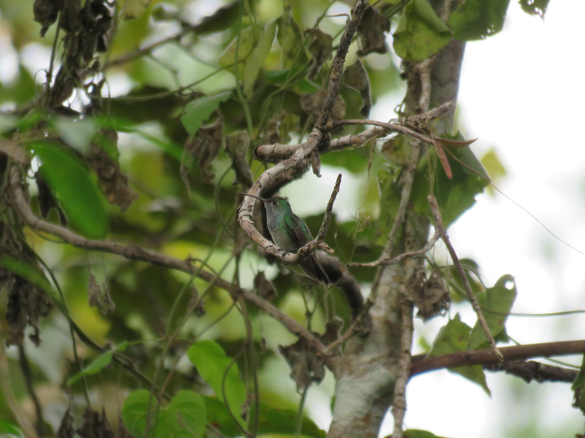 Honduran Emerald (Amazilia luciae), photo 6