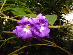 Strobilanthes callosa
