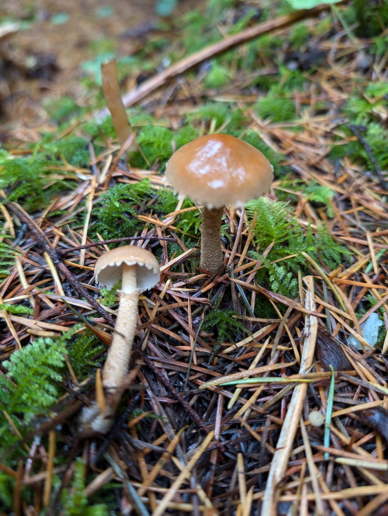 Earthy Powdercap from Randle, WA 98377, USA on October 31, 2024 at 01: ...