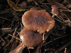 Pluteus luctuosus