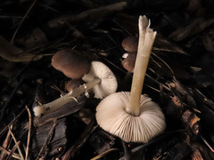 Pluteus luctuosus