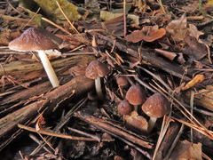 Pluteus luctuosus