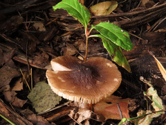 Pluteus luctuosus