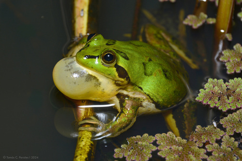 Paraguayan Swimming Frog, Pseudis platensis