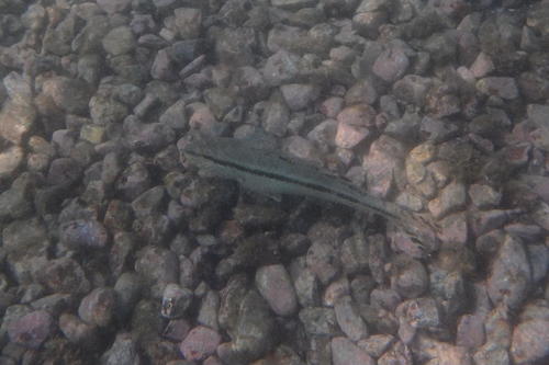 Upeneus japonicus