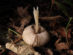 Pluteus luctuosus