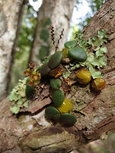 Bulbophyllum complanatum image