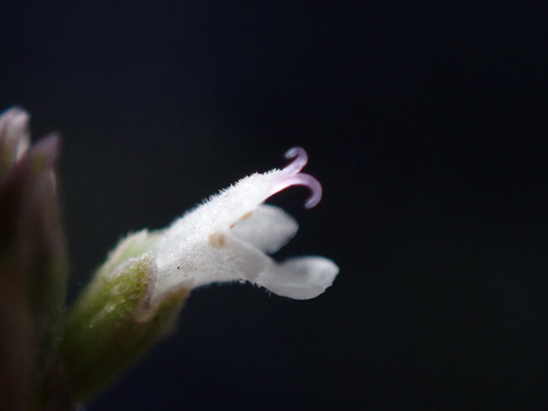 Agastache micrantha, 2024-10-23