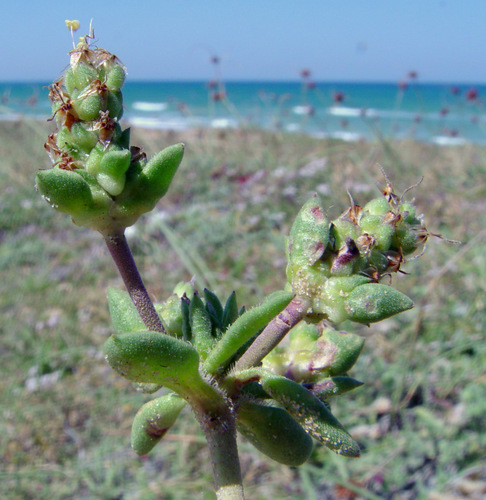 Leafy-Spiked Plantain (Plantago squarrosa)