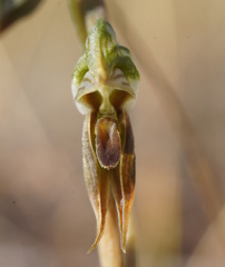Pterostylis pusilla