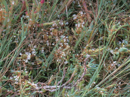 Image of Cuscuta pacifica by no rights reserved
