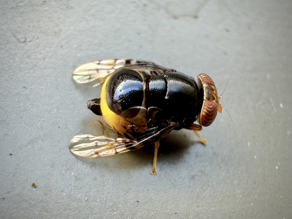 Naupoda regina