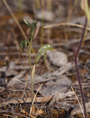 Pterostylis pusilla