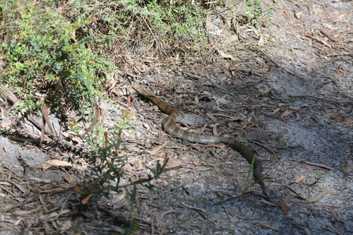 Eastern Tiger Snake sighting