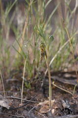 Pterostylis pusilla