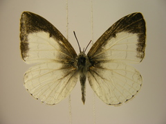 Spalgis lemolea lemolea