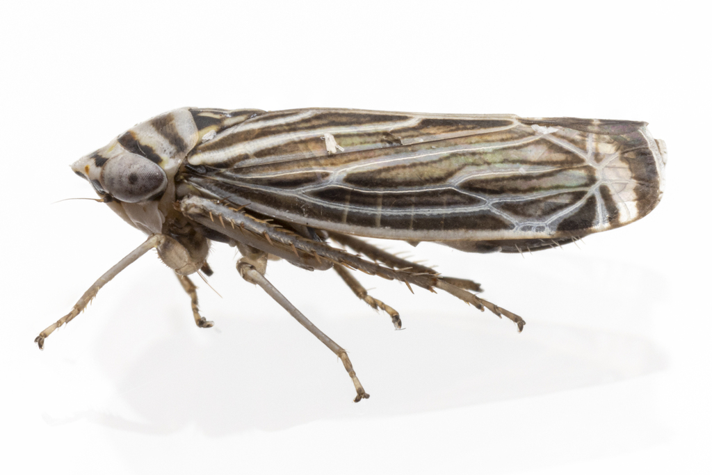 Calonia signata