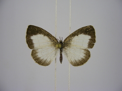 Spalgis lemolea lemolea