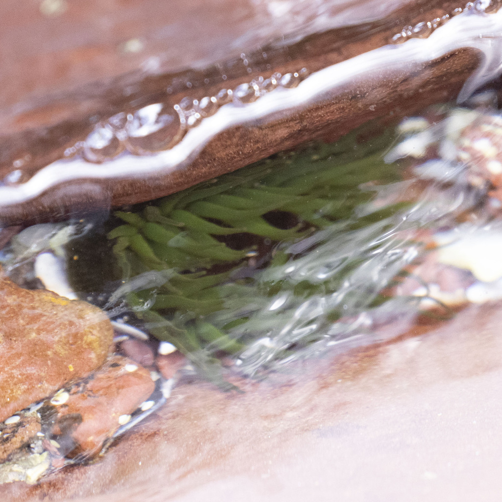 Snake Lock Breeding Green snakelock anemone from Merimbula NSW 2548, Australia on November ...