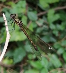 Heliocypha bisignata