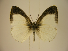 Spalgis lemolea lemolea