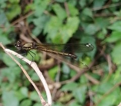 Heliocypha bisignata