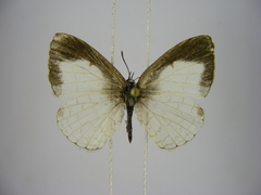 Spalgis lemolea lemolea