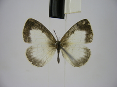 Spalgis lemolea lemolea