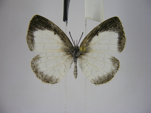 Lemolea Harvester