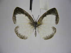 Spalgis lemolea lemolea