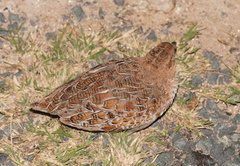 Turnix velox