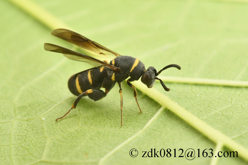 Leucospis yasumatsui