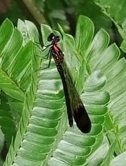 Heliocypha bisignata