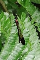 Heliocypha bisignata