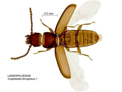 rusty grain beetle