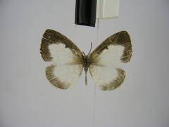 Spalgis lemolea lemolea