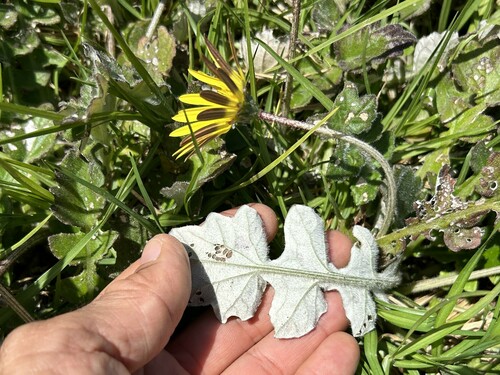 Arctotheca prostrata