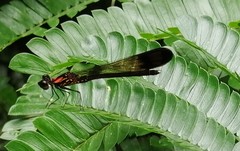 Heliocypha bisignata