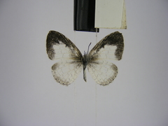 Spalgis lemolea lemolea