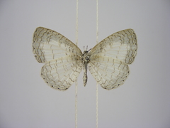 Spalgis lemolea lemolea