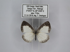 Spalgis lemolea lemolea