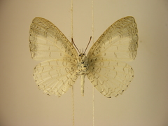 Spalgis lemolea lemolea