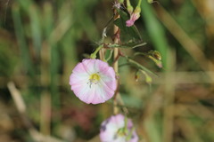 Convolvulus arvensis
