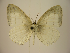 Spalgis lemolea lemolea